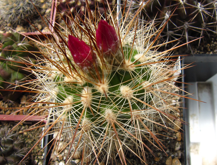 Eriosyce curvispina  var. mammillarioides